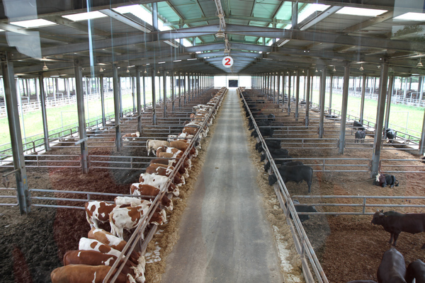 曲靖市高质量发展现代畜牧业 延伸产业链 提升价值链